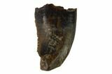 Serrated, Theropod (Raptor) Tooth - Judith River Formation #133587-1
